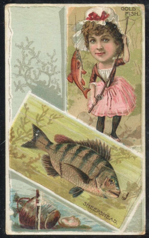 Goldfish, Sheepshead